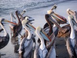Giant Pelicans