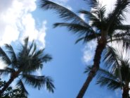 Hawaiin Palm Trees