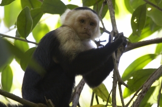 Costa Rican Monkey